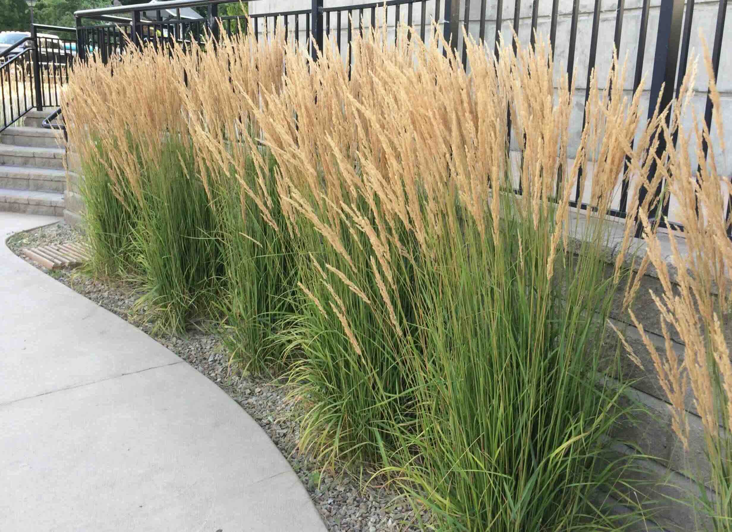 How To Care For Karl Foerster Grass