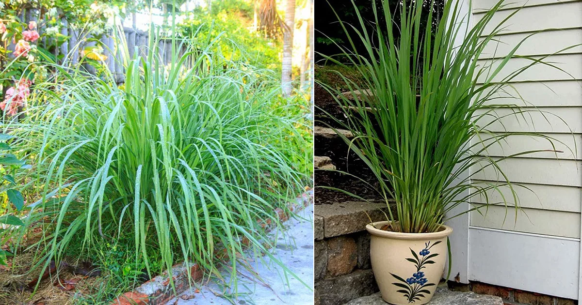 How To Care For Lemongrass In Pots