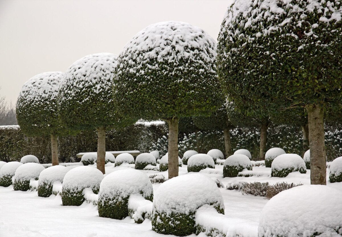 How To Care For Outdoor Plants In Winter