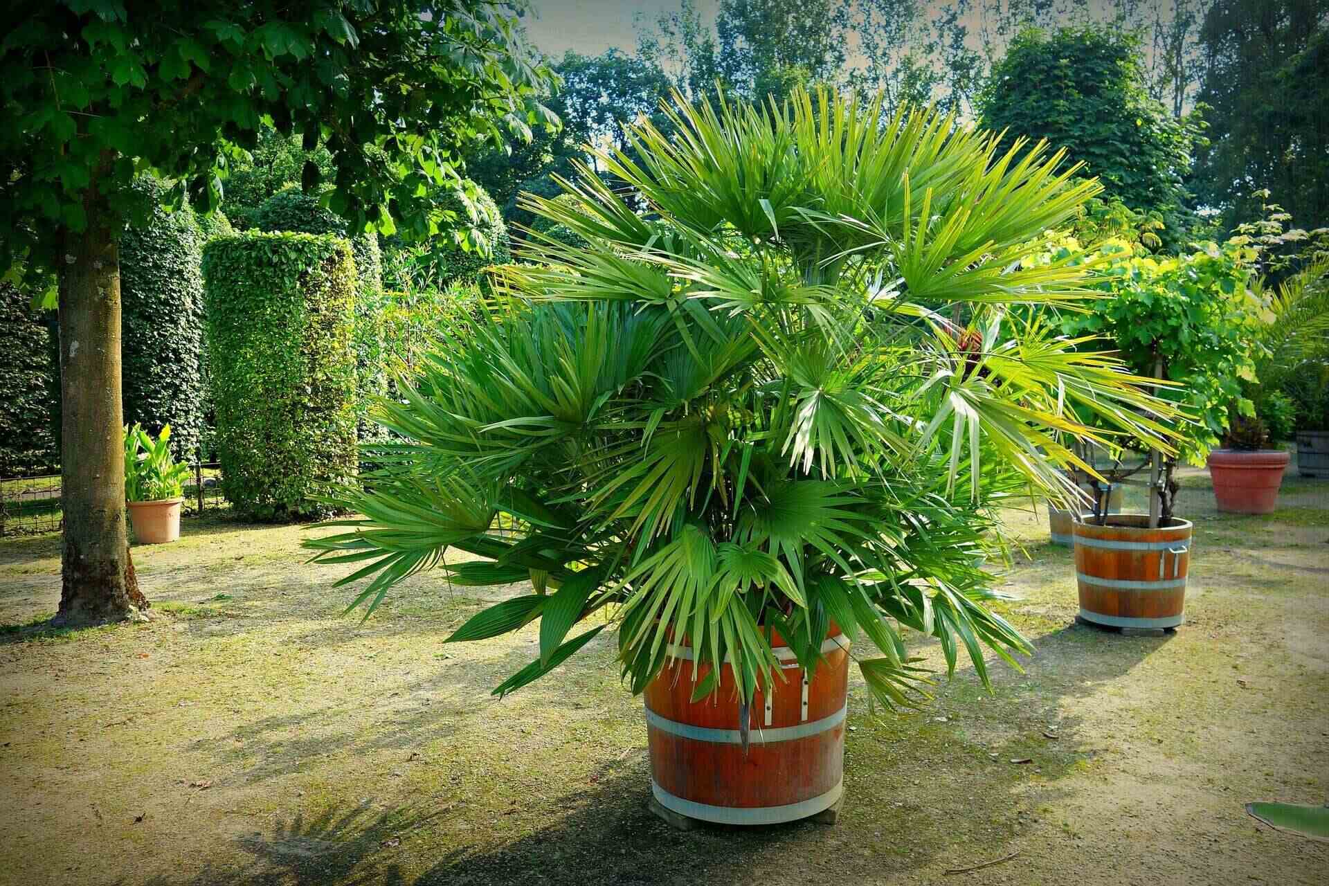 How To Care For Outdoor Potted Palm Trees