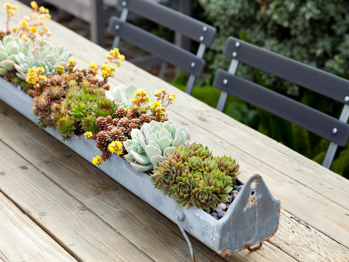 How To Care For Outdoor Succulents