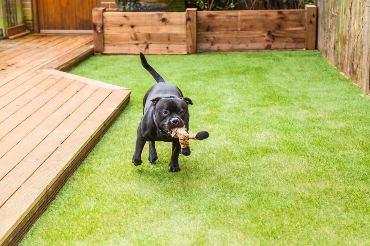How To Care For Pet Grass