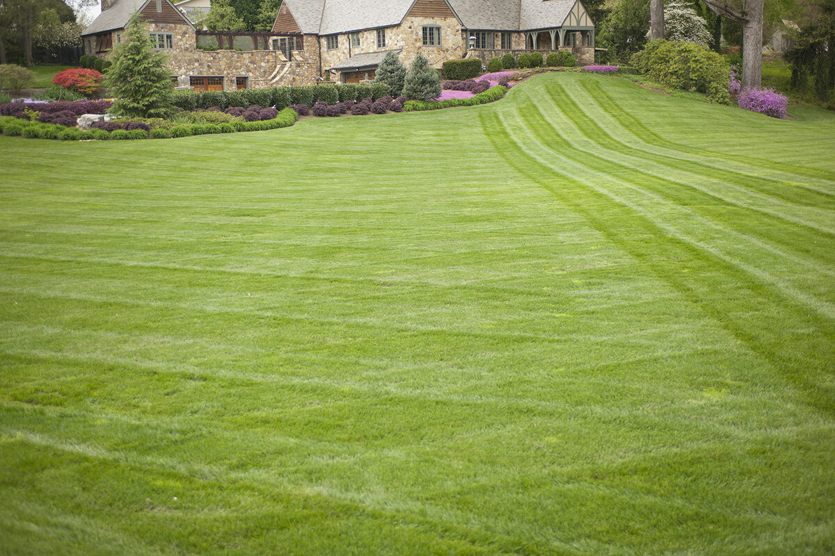 How To Care For Sod Grass
