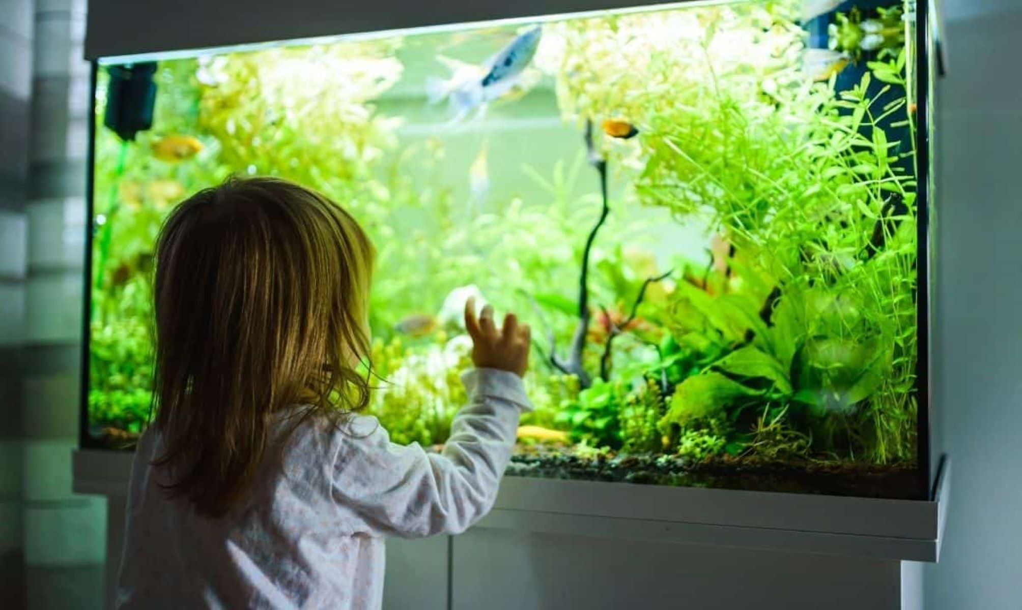 How To Childproof A Fish Tank