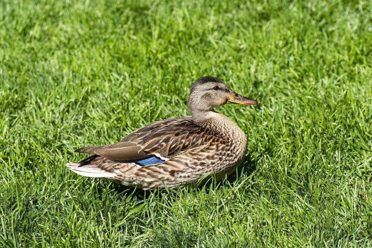 How To Clean Duck Poop From Grass
