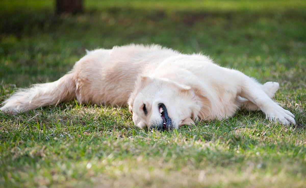 How To Clean Grass From Dogs’ Poop
