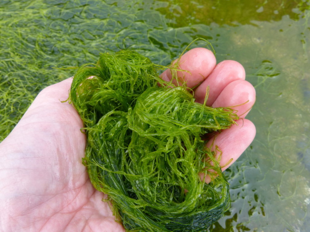 How To Collect Sea Grass
