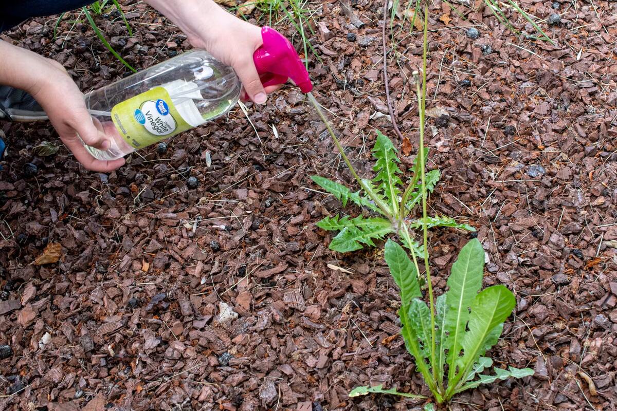 How To Completely Kill Grass And Weeds