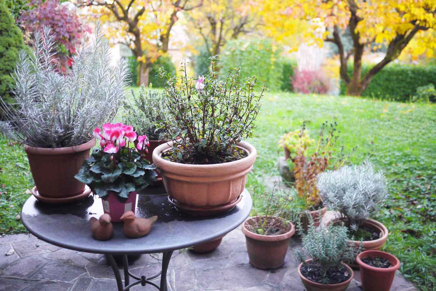 How To Create Humidity For Outdoor Plants