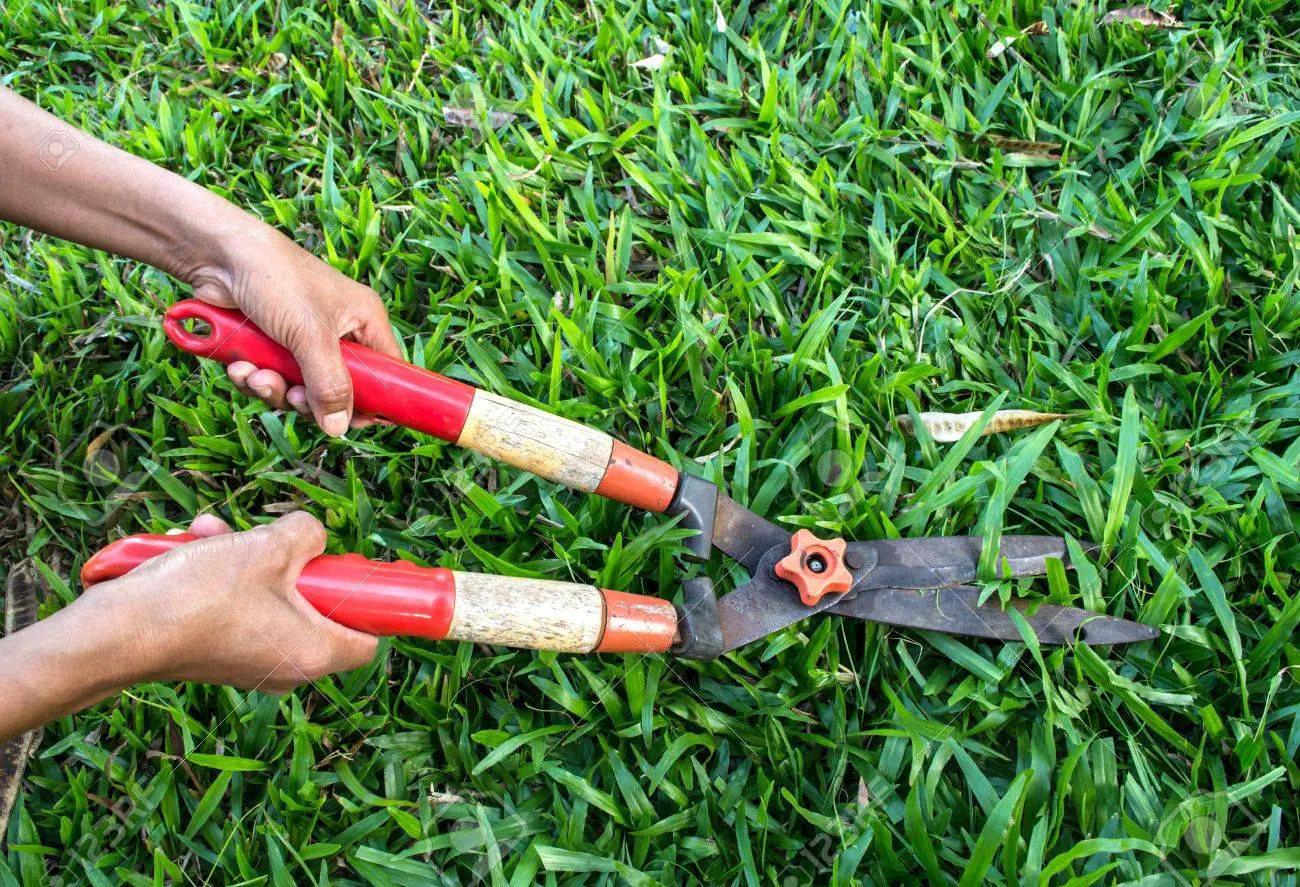 How To Cut Grass Without A Lawn Mower
