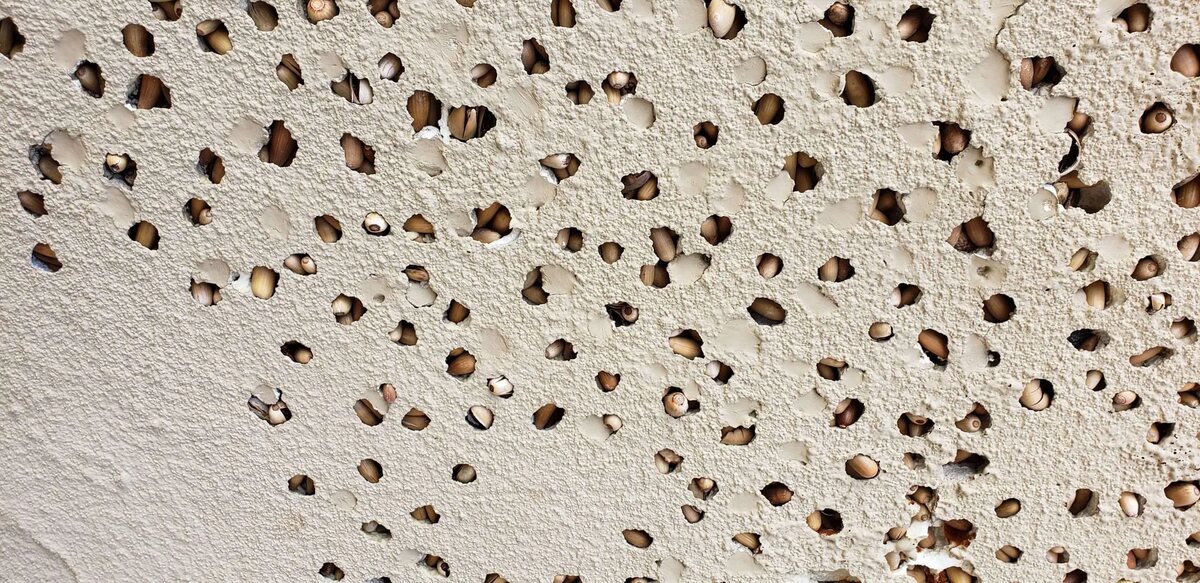 How To Deter Woodpeckers From Stucco