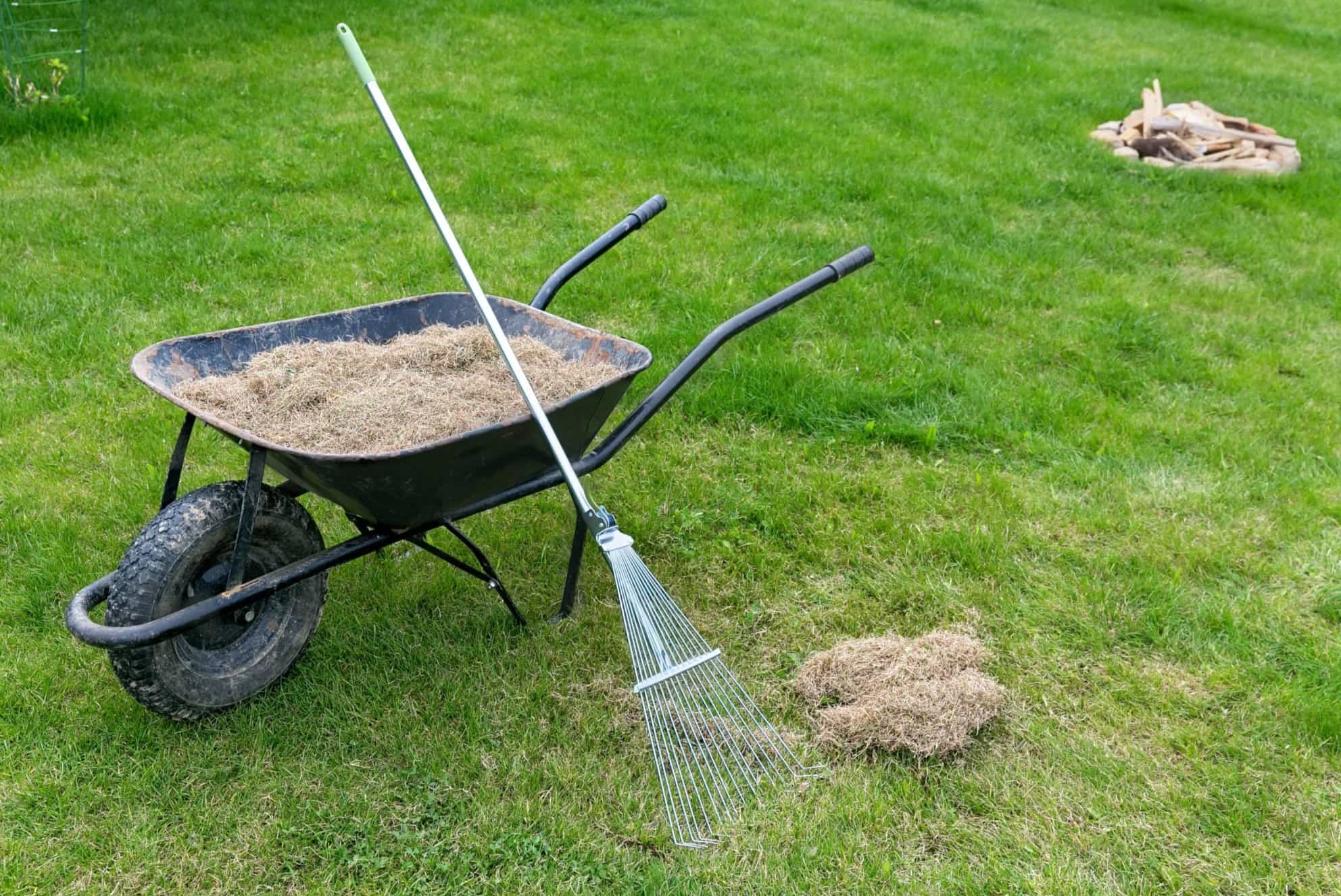 How To Dethatch Grass
