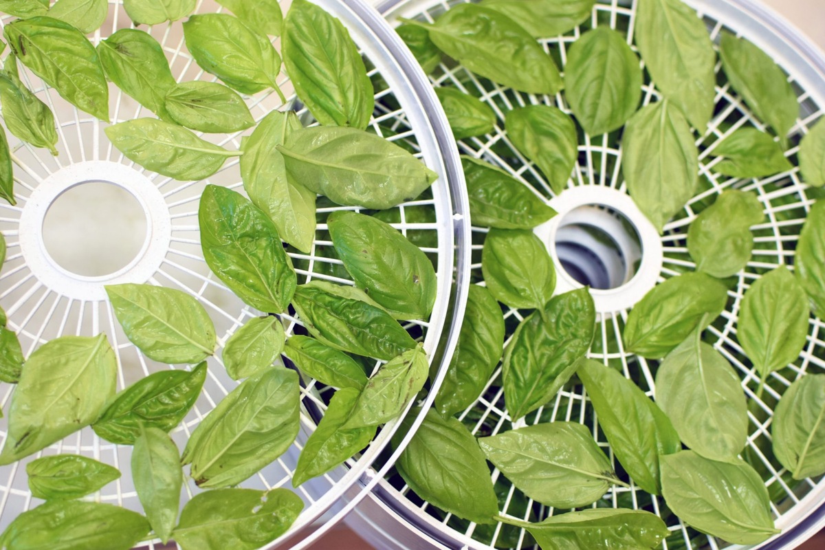 How To Dry Basil Leaves In A Dehydrator