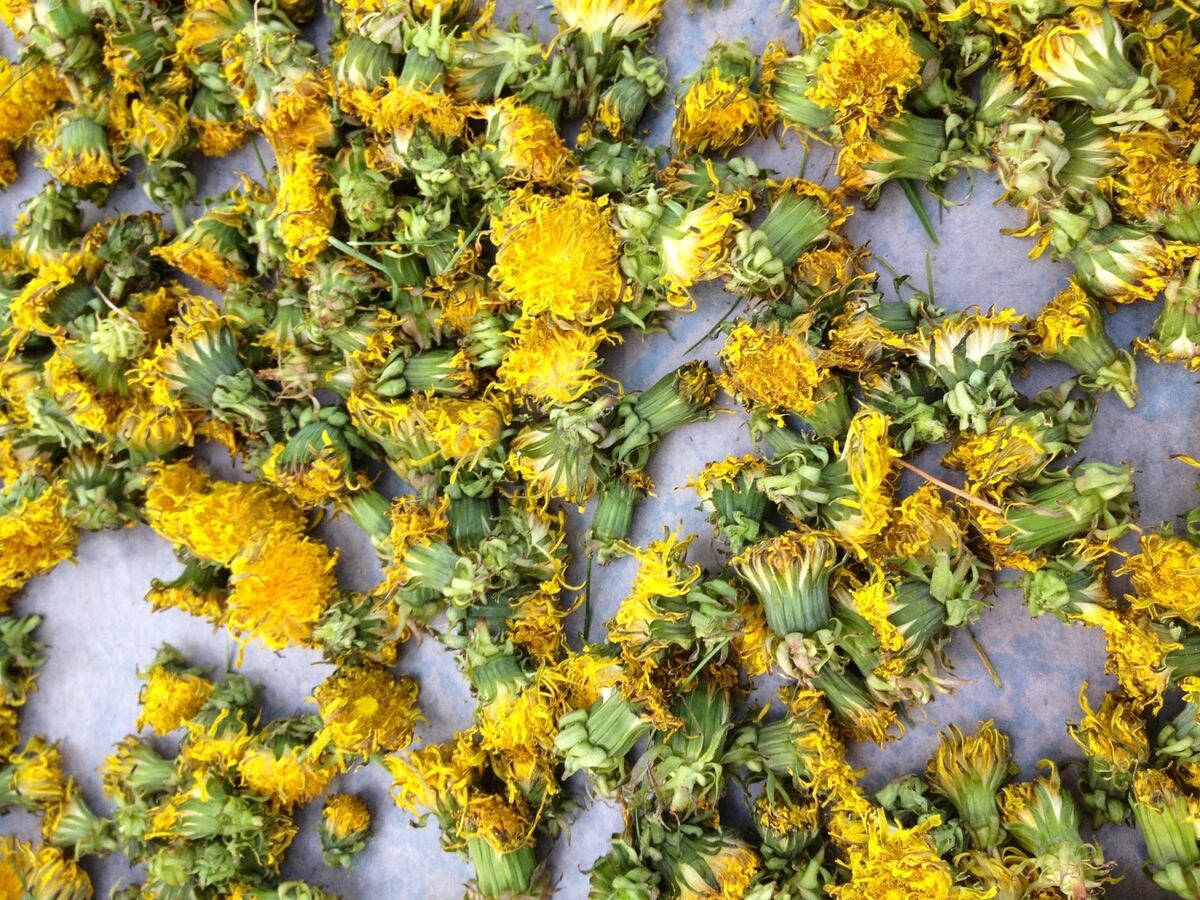 How To Dry Dandelion Leaves Without A Dehydrator