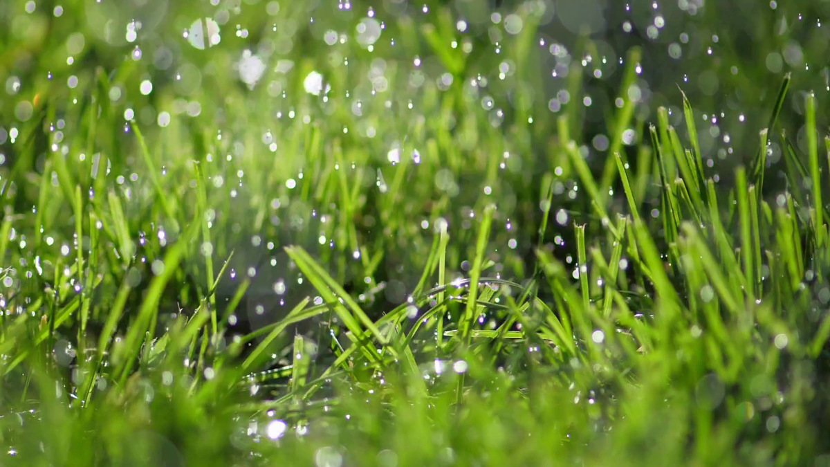 How To Dry Grass Quickly After Rain