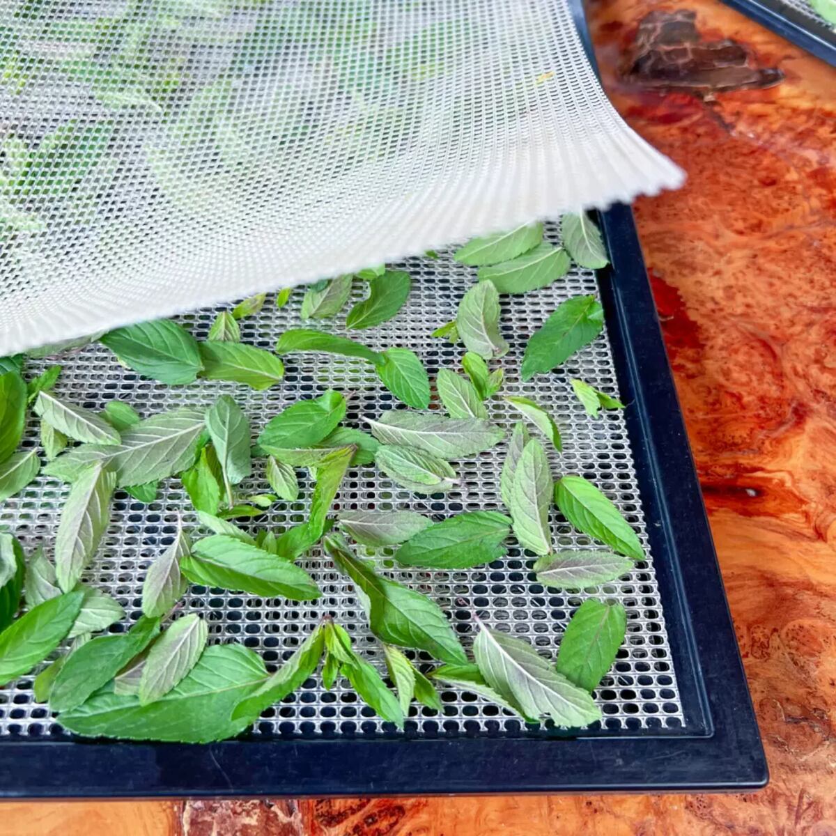How To Dry Mint In A Dehydrator