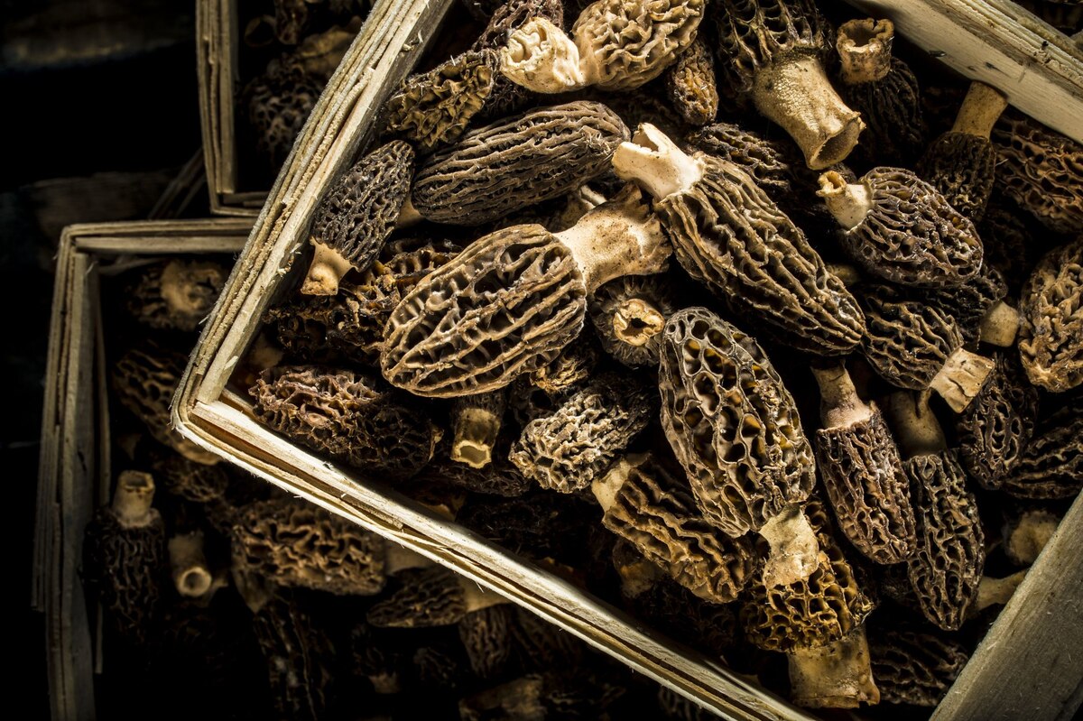 How To Dry Morels Without A Dehydrator