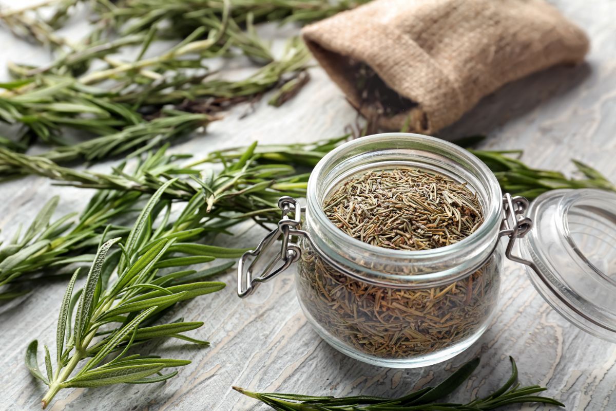 How To Dry Rosemary In A Dehydrator