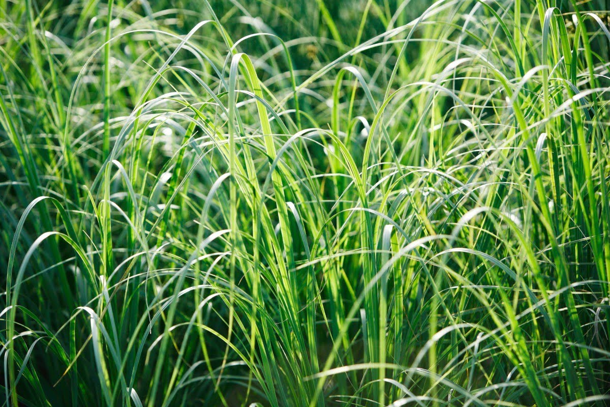 How To Eliminate Johnson Grass