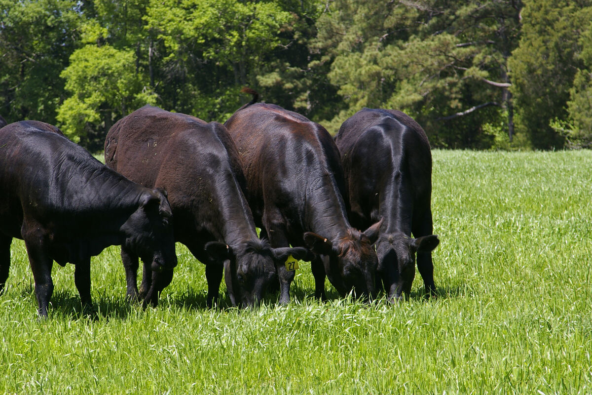 How To Find Grass-Fed Beef