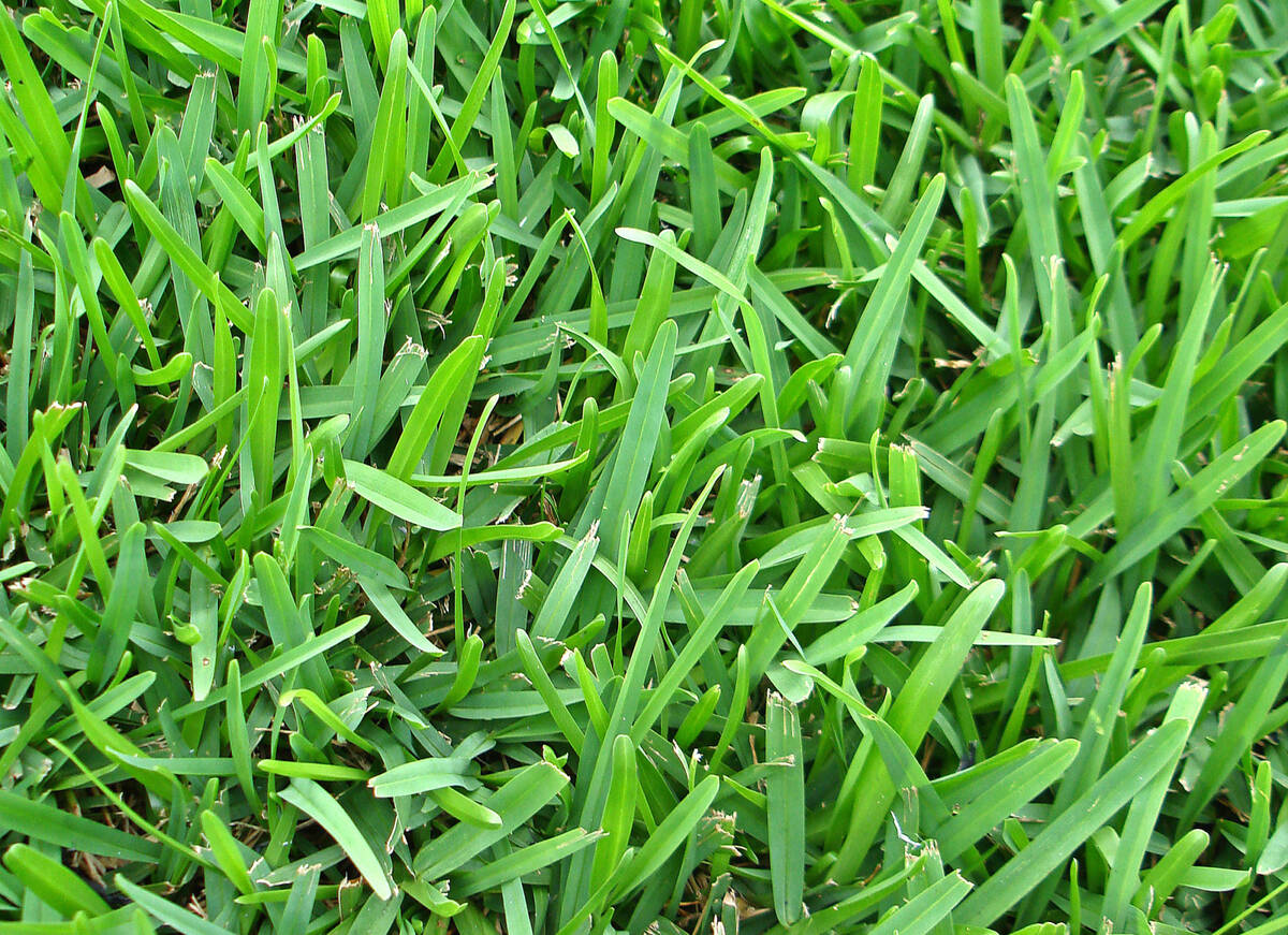 How To Find Out What Kind Of Grass You Have