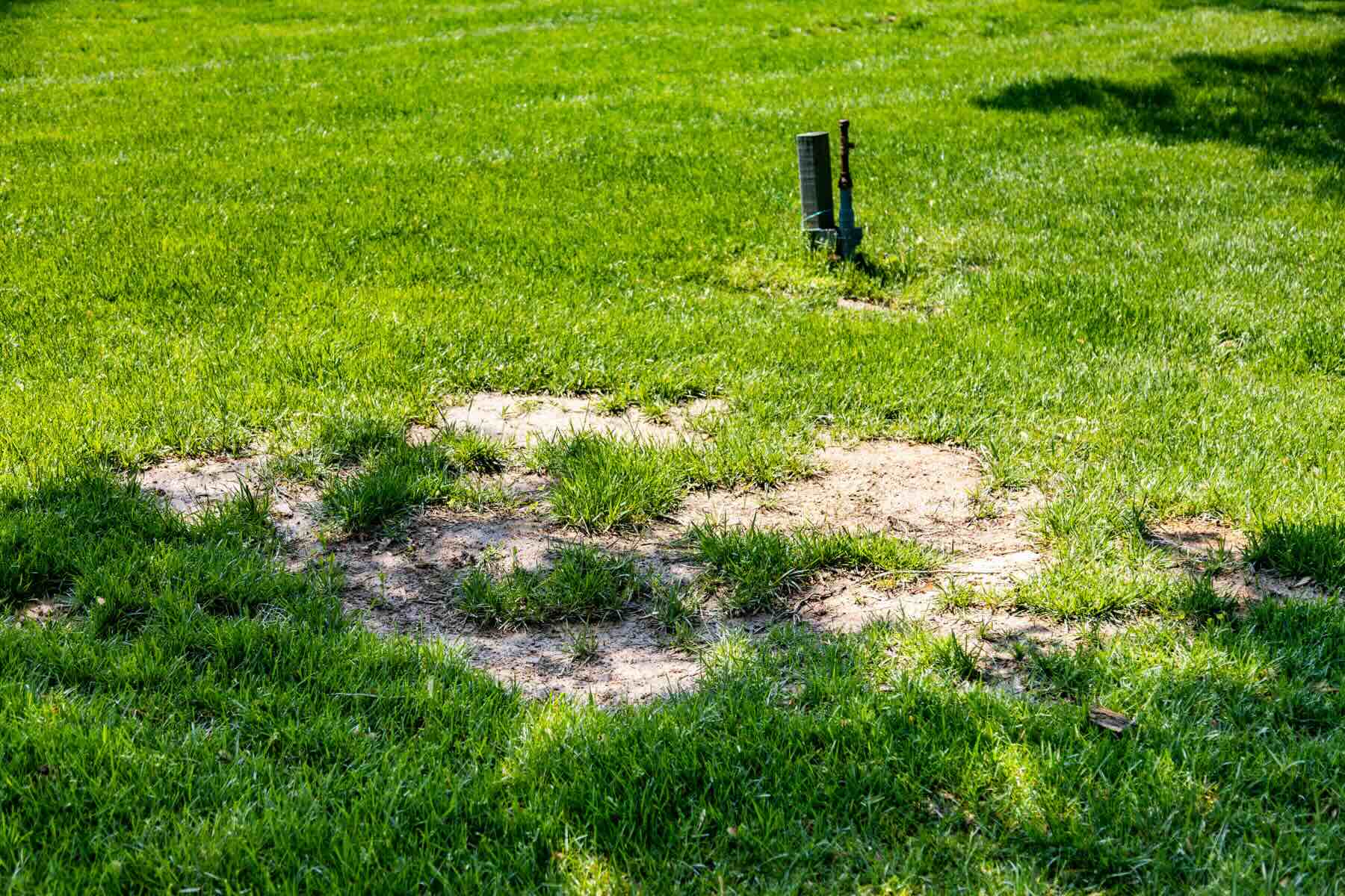 How To Fix Bare Spots In St.Augustine Grass
