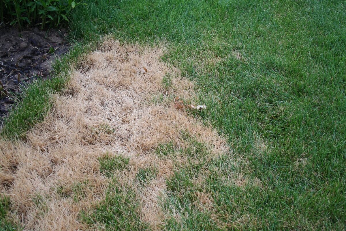 How To Fix Brown Patches In Your Grass
