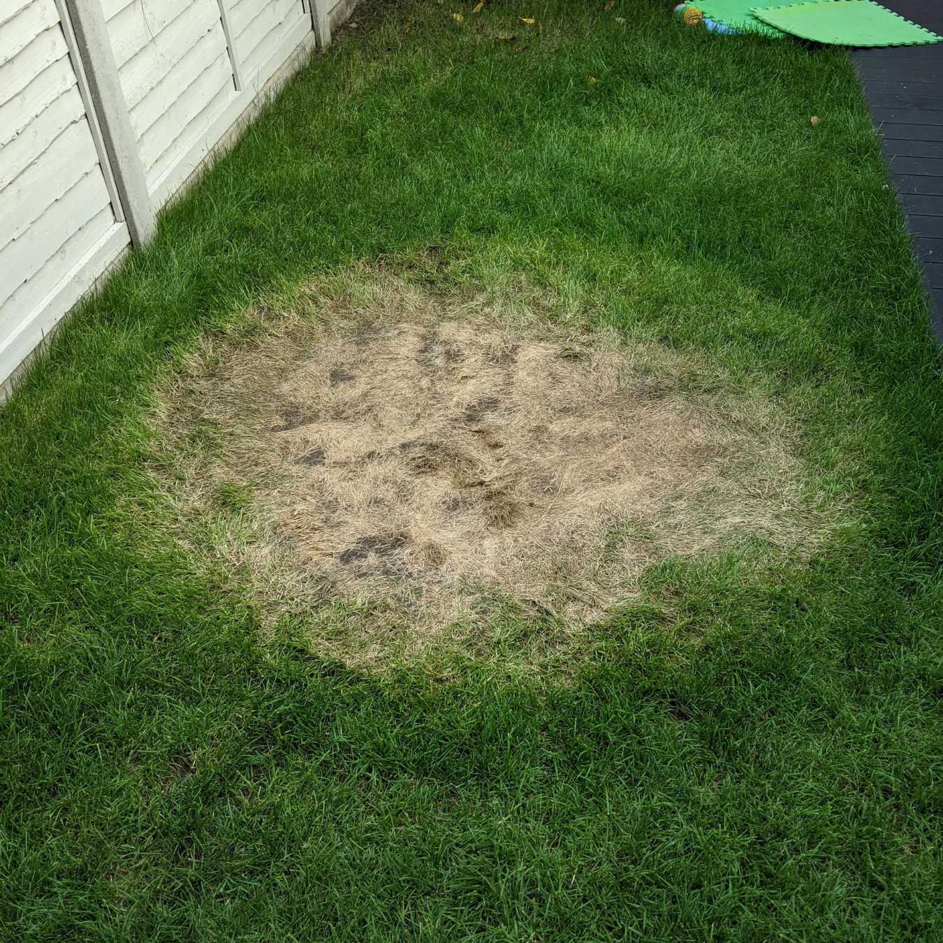 How To Fix Dead Grass From Pool