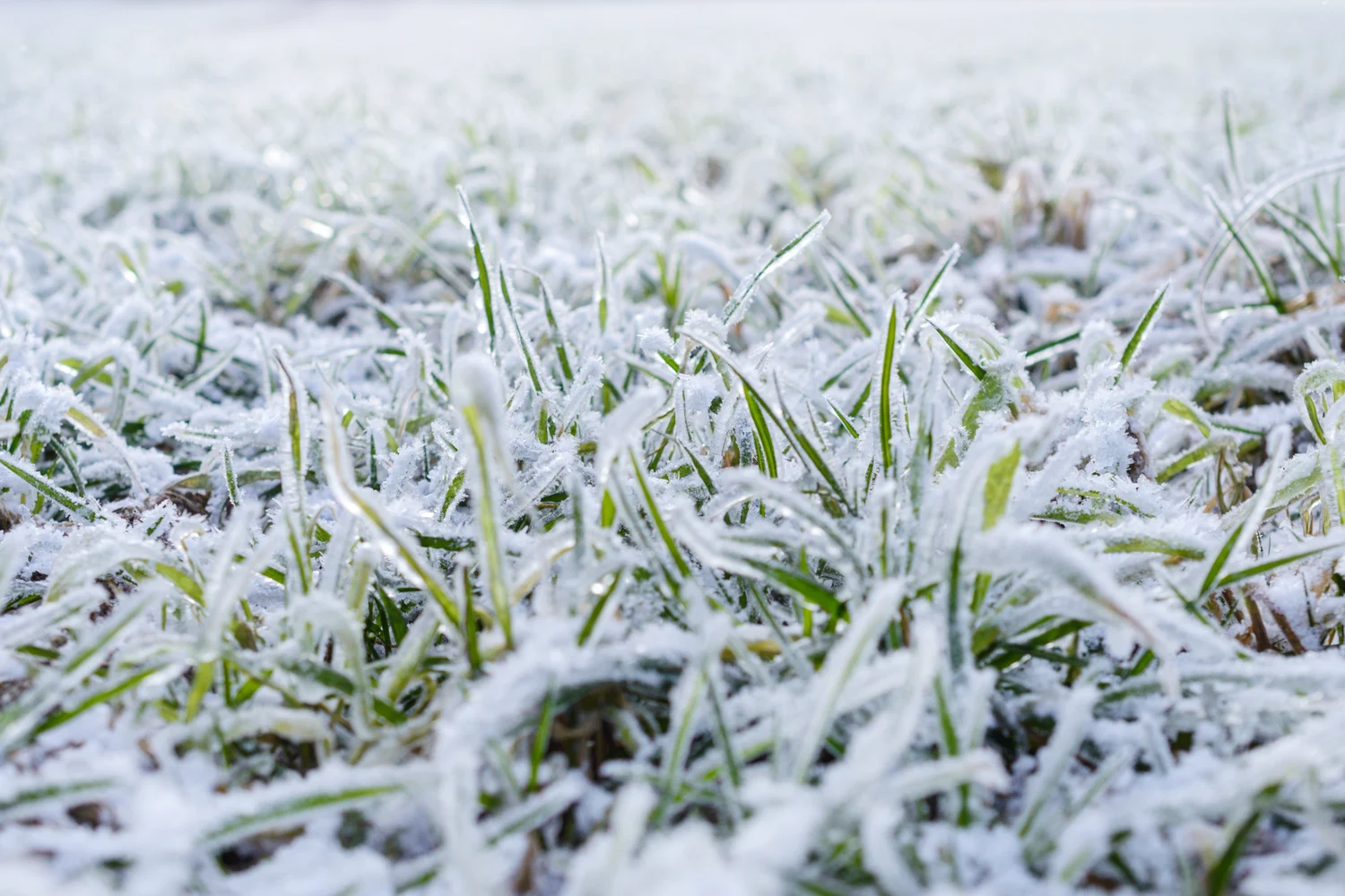 How To Fix Winter-Killed Grass