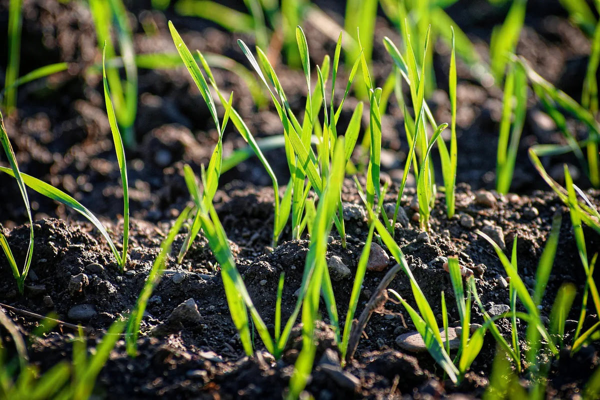 How To Germinate Grass Seed Quickly