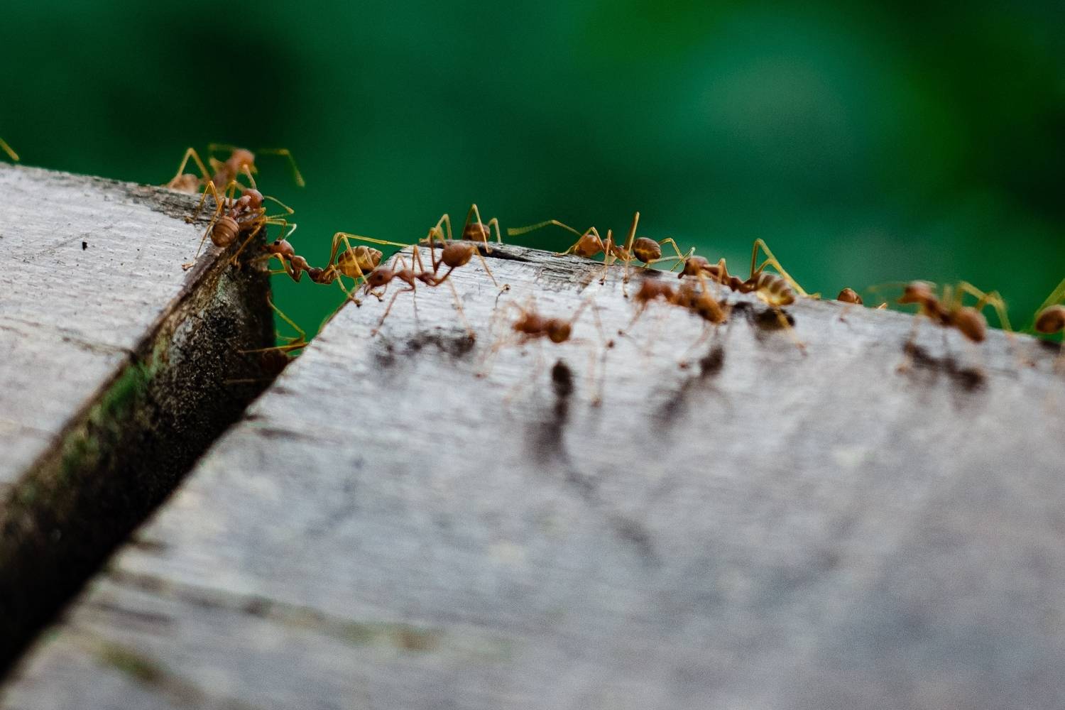 How To Get Ants Out Of Your Garden Bed