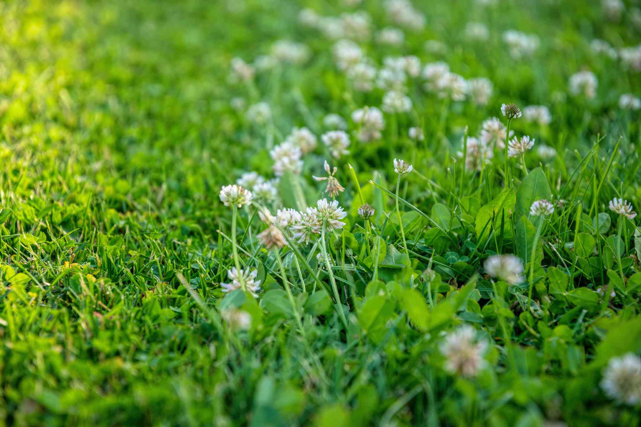 How To Get Clovers Out Of Grass