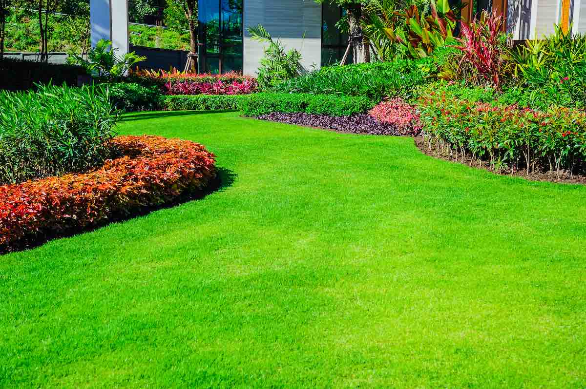 How To Get Good Grass In Yard