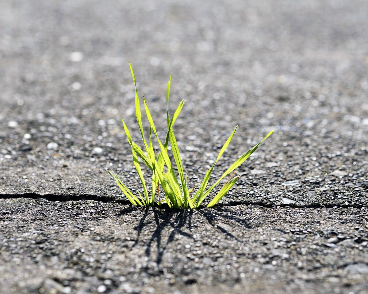 How To Get Grass Out Of Sidewalk Cracks