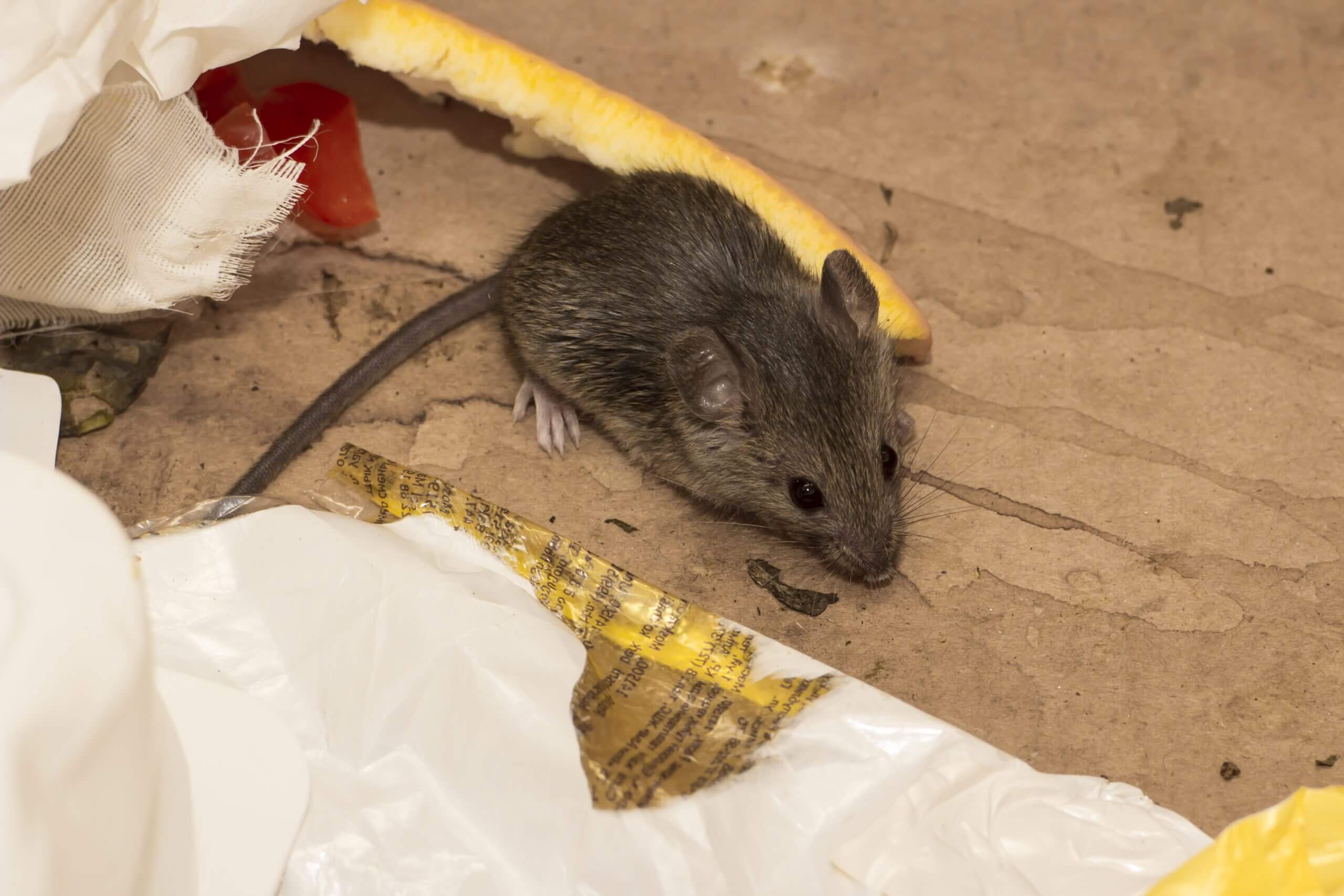 How To Get Mice Out Of Crawl Space