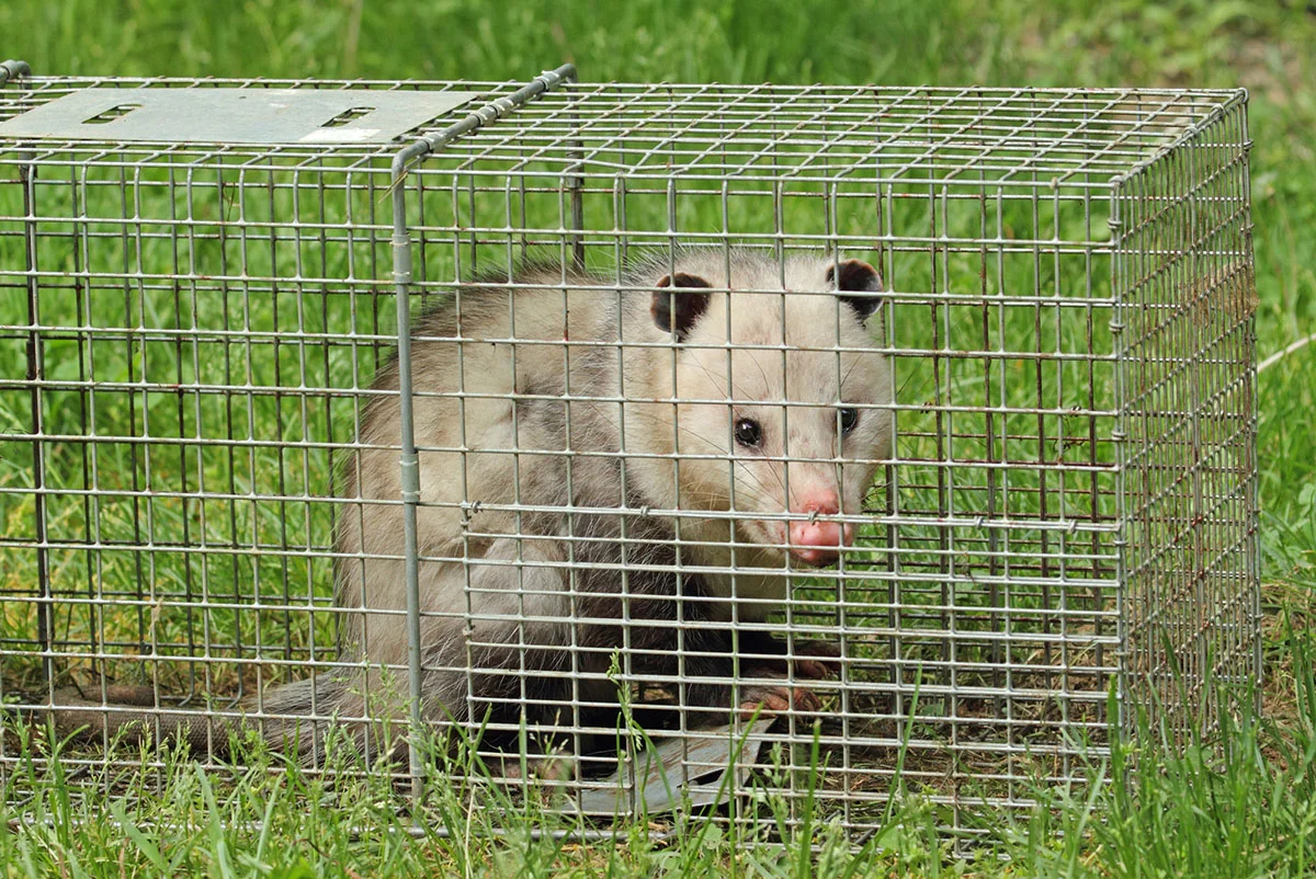 How To Get Rid Of A Possum Under Your Shed
