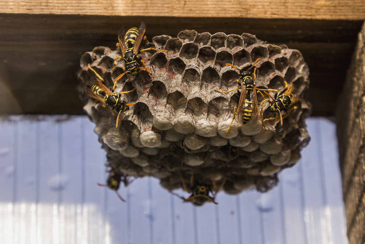 How To Get Rid Of A Wasp Nest In A Shed