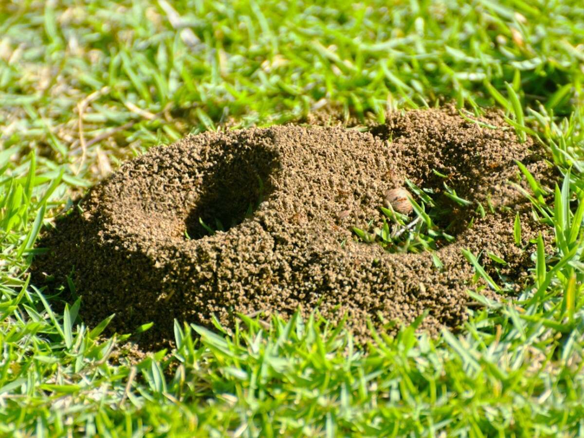 How To Get Rid Of Ant Hills In Grass