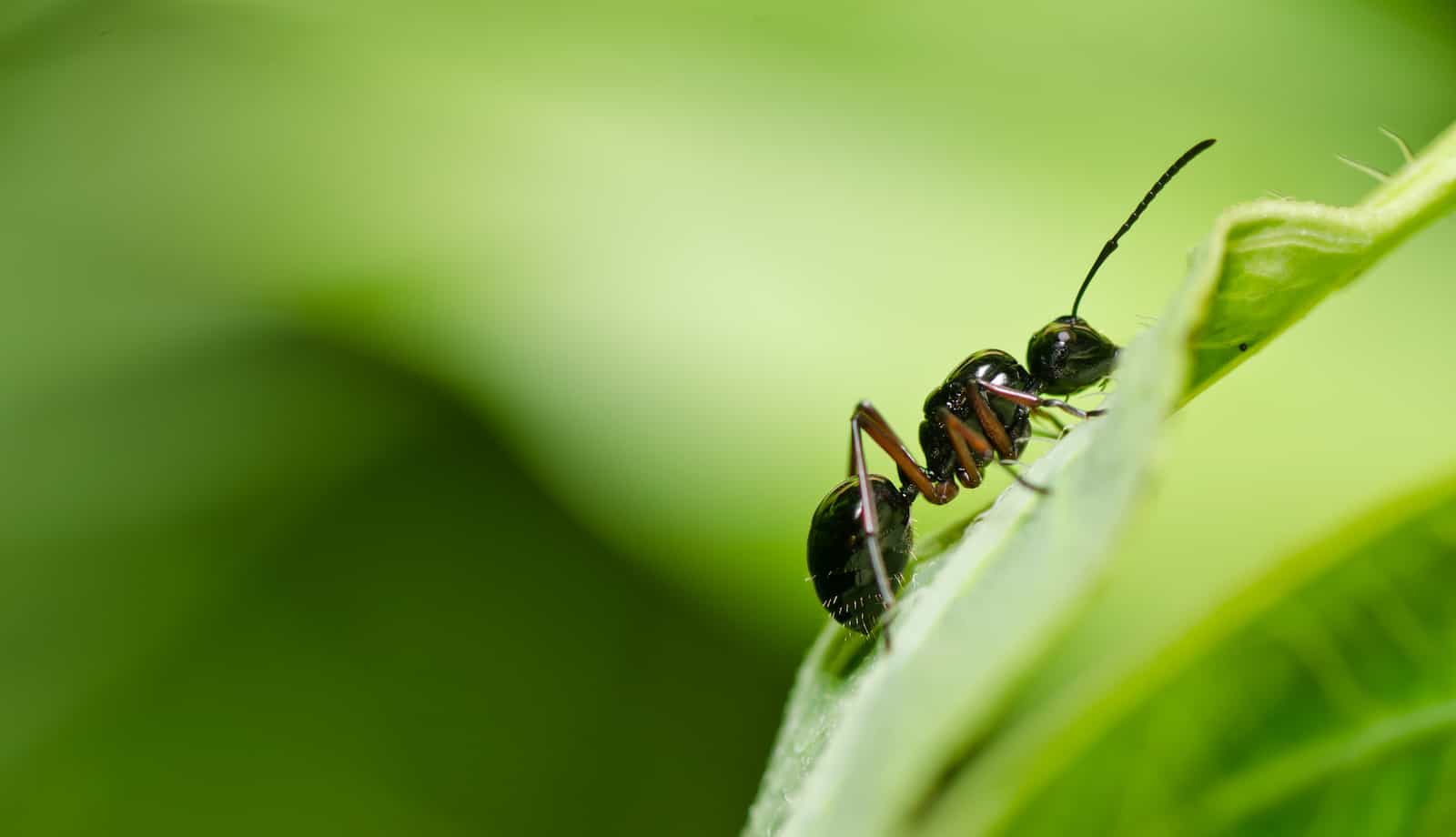 How To Get Rid Of Ants In Your Grass