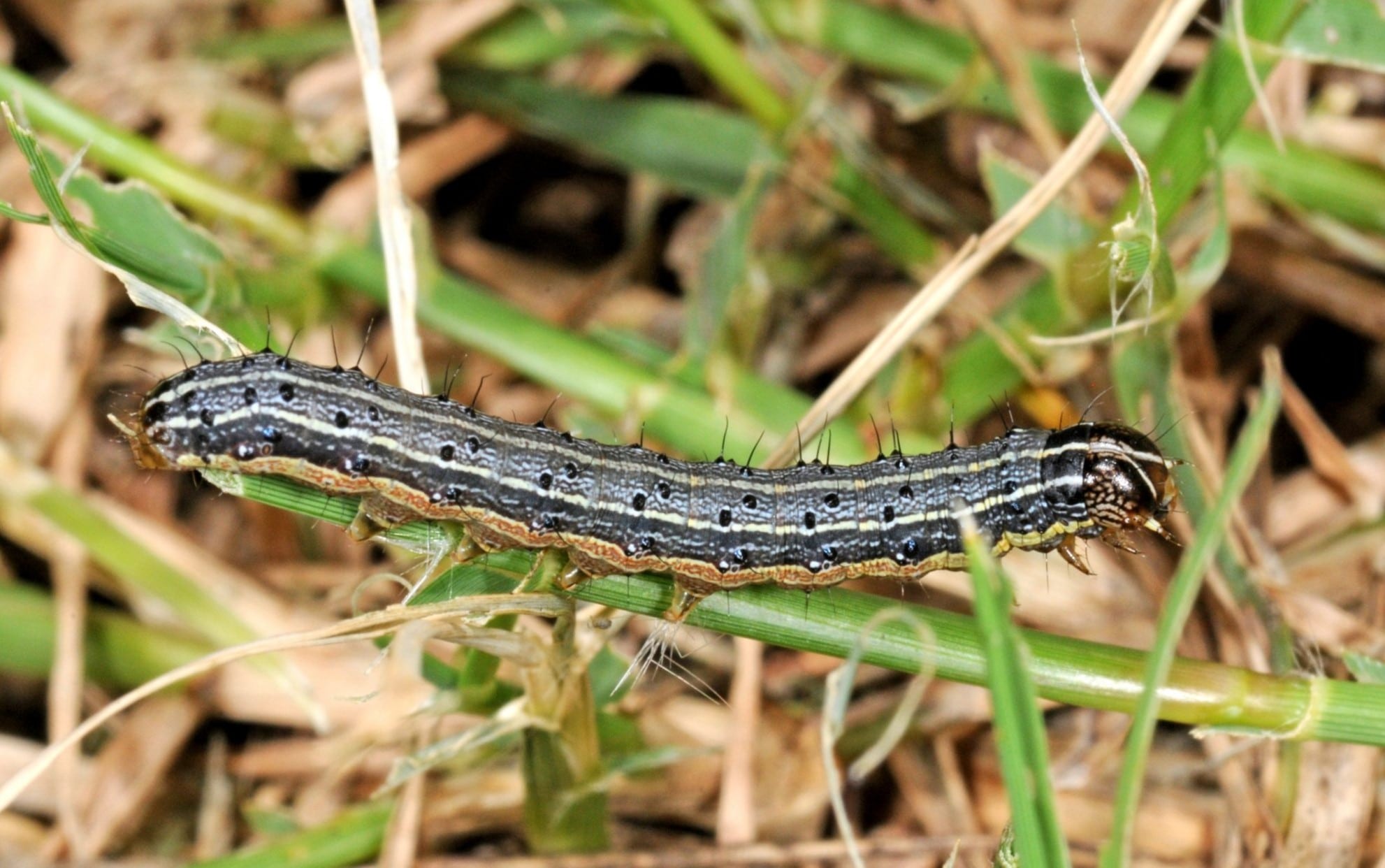 How To Get Rid Of Armyworms In Grass