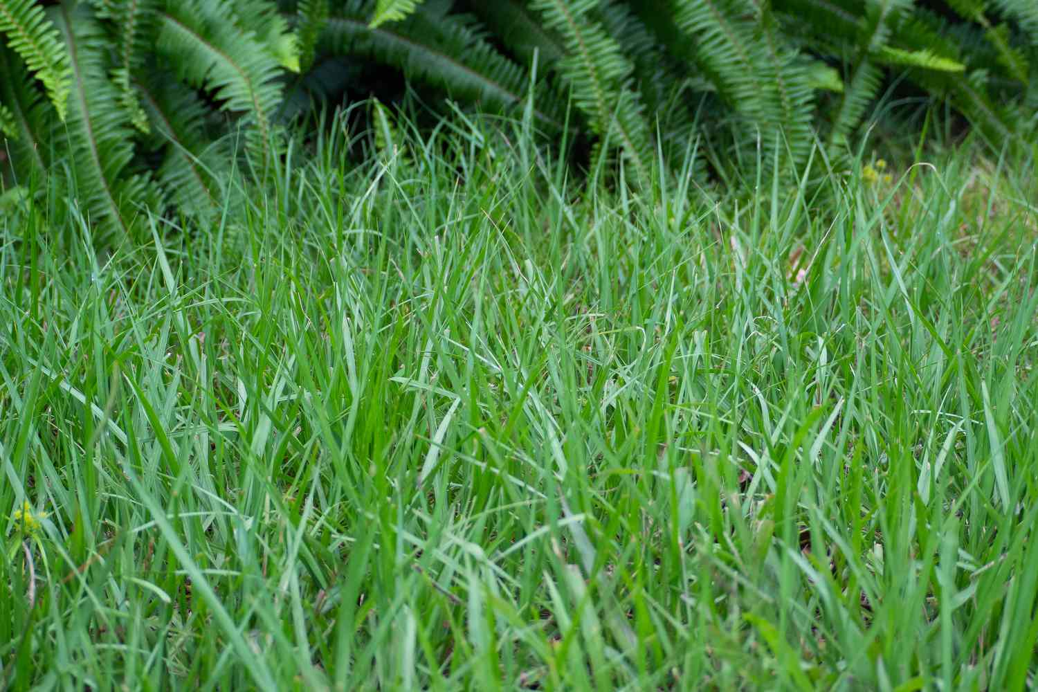 How To Get Rid Of Bahia Grass