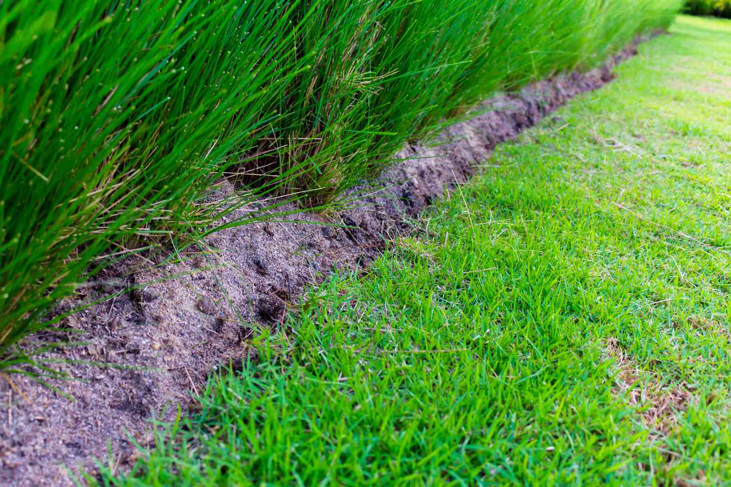 How To Get Rid Of Bermuda Grass