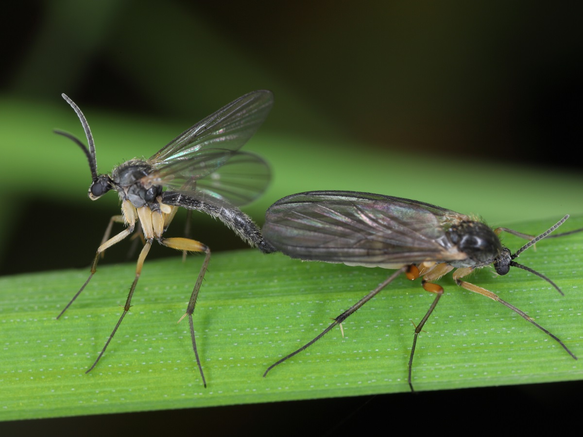 How To Get Rid Of Black Flies On Outdoor Plants