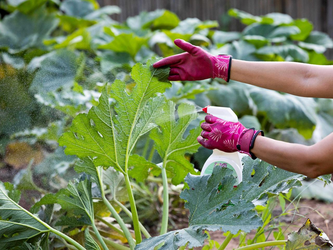 How To Get Rid Of Bugs On Outdoor Plants