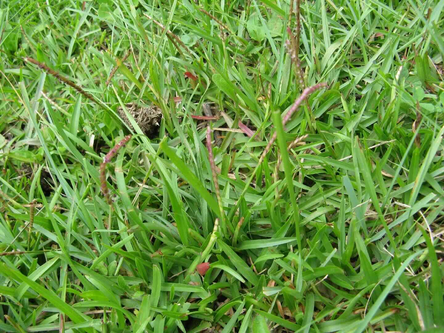 How To Get Rid Of Centipede Grass In Bermuda
