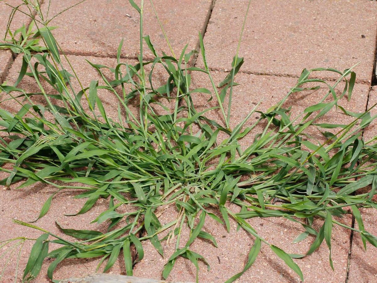 How To Get Rid Of Crabgrass