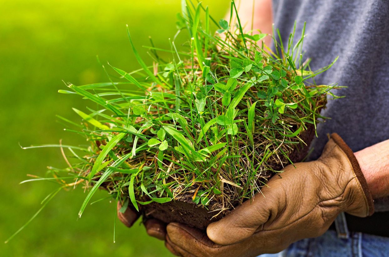 How To Get Rid Of Crabgrass In Yard