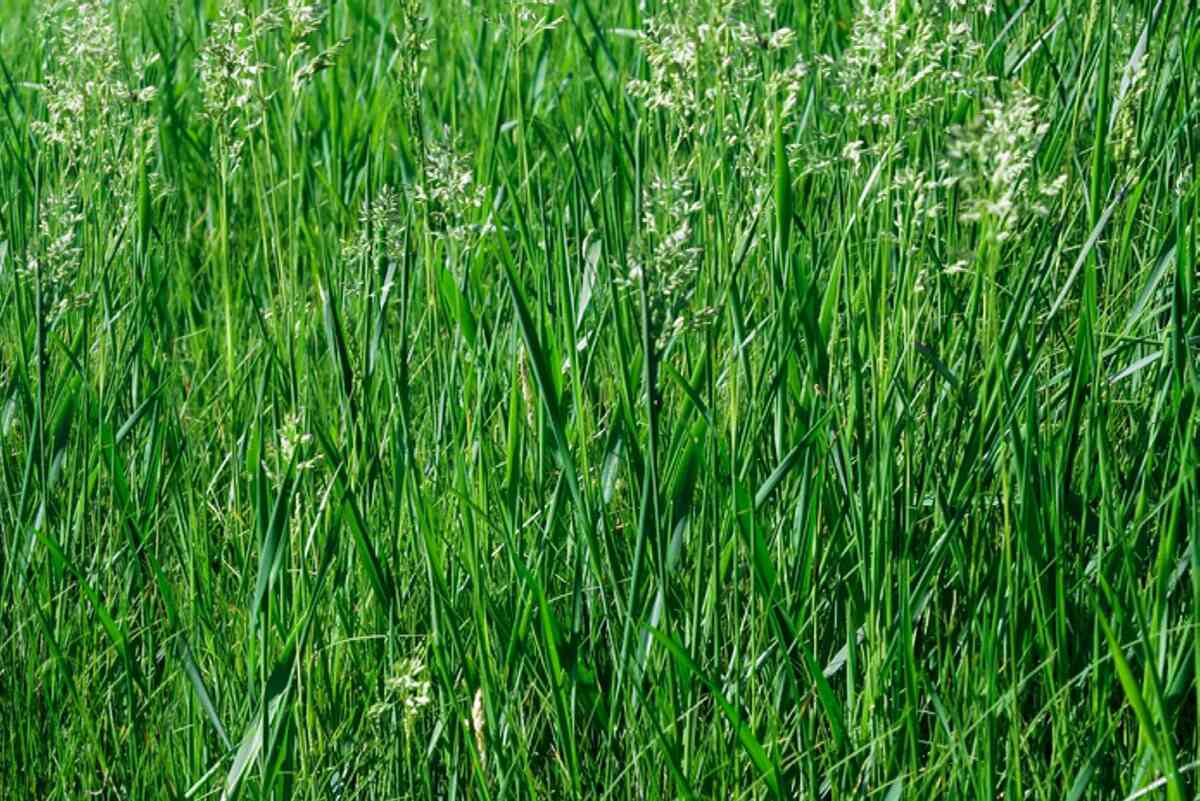 How To Get Rid Of Fescue Grass