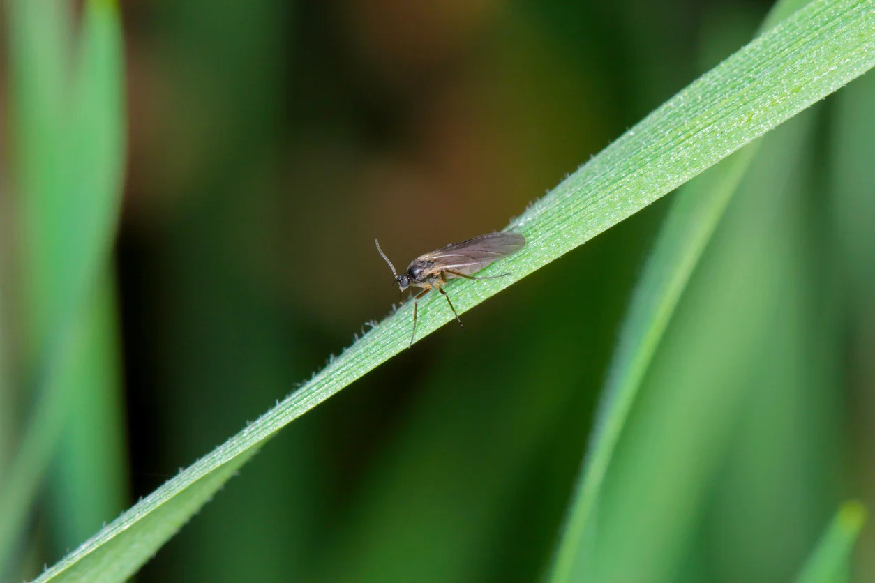 How To Get Rid Of Flying Bugs In The Grass
