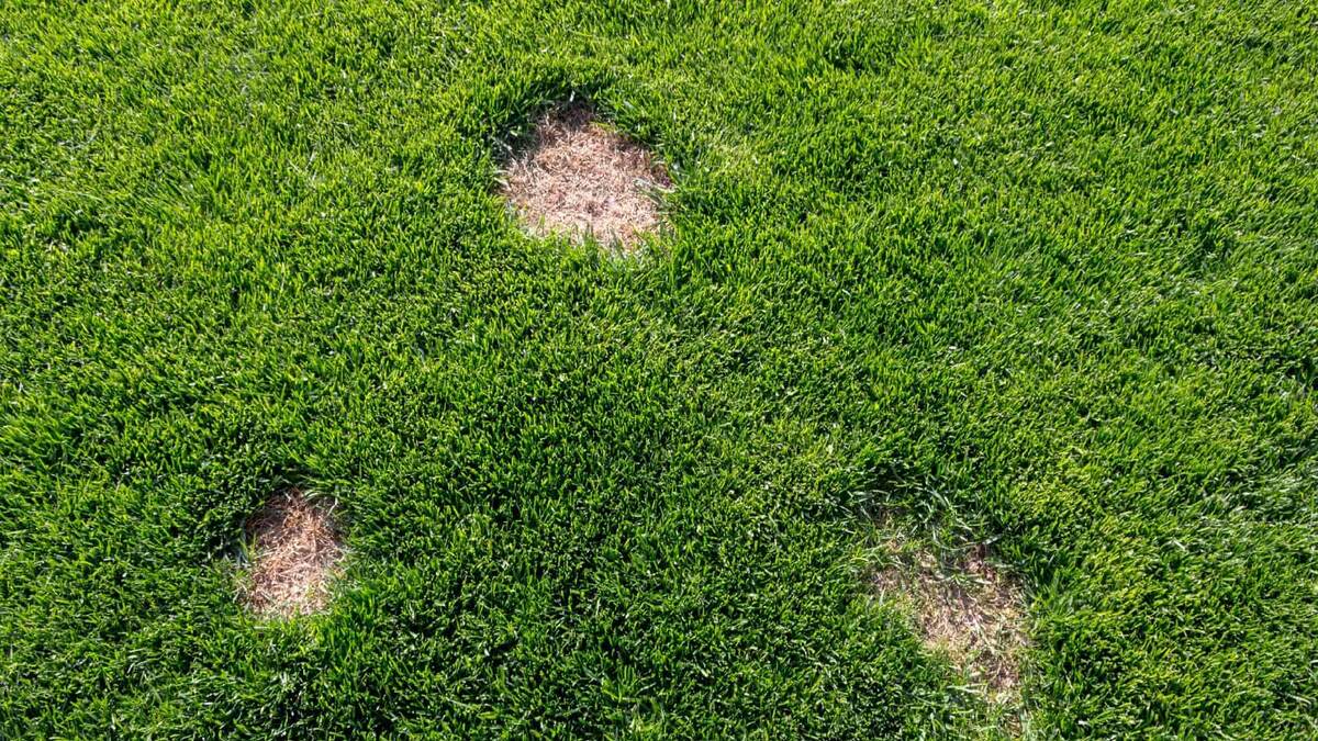 How To Get Rid Of Fungus In Grass